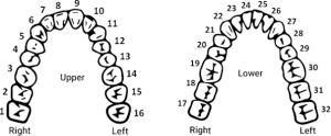 teeth-with-numbering2